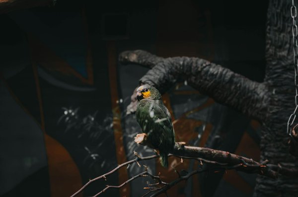 Blog sur les chats : conseils pour le bonheur félin