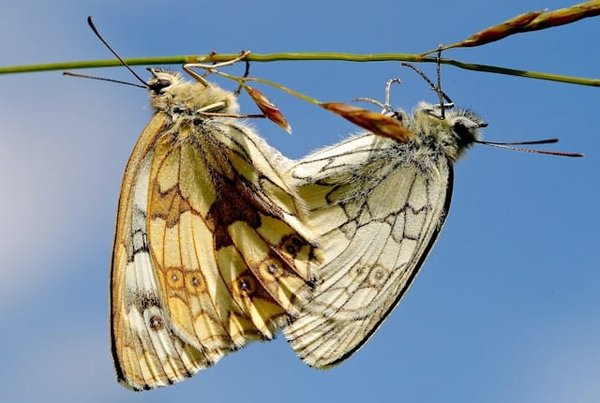 Comment aménager un terrarium tropical pour des phasmes feuilles?