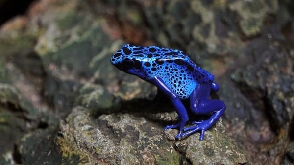 Quels sont les signes de bonne santé chez une grenouille dard venimeux?