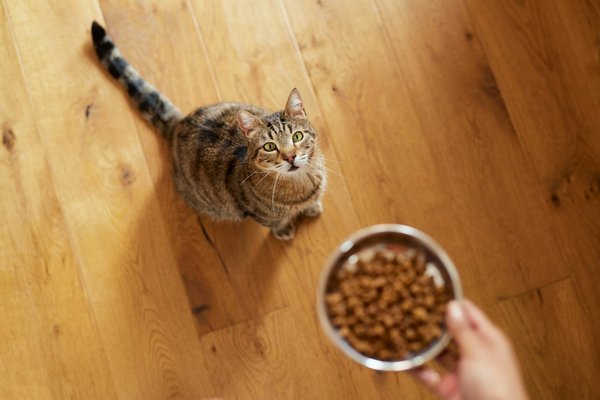 Croquettes pour chat : conseils pour une alimentation optimale